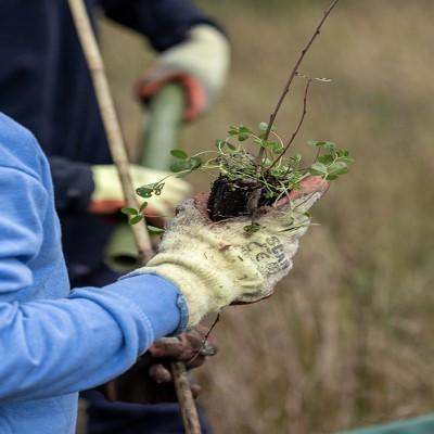 GSAB tree planting in the GSA Biosphere 400 x 400