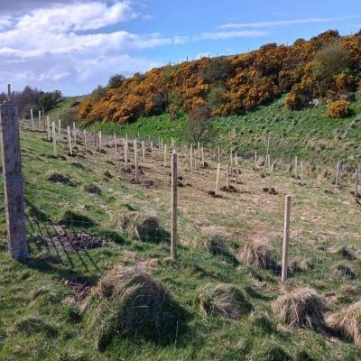 GSAB Ayrshire tree planting 2023-24 - 400 x 400