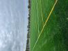 Girvan Pitch